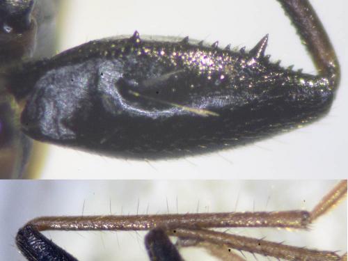 Réf. 236 521 : Eremocoris fenestratus